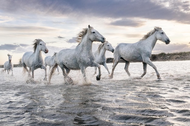 Caballos blancos en Camargue Francia