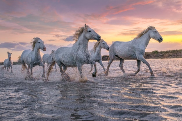 Caballos blancos en Camargue Francia