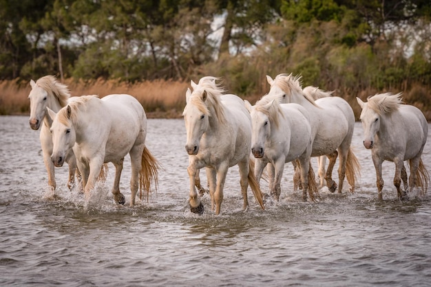 Caballos blancos en Camargue Francia