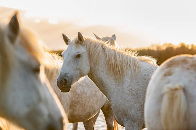 Caballos blancos en Camargue, Francia.