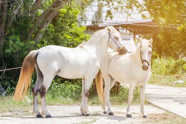 Caballos blancos en el campo verde en el jardín