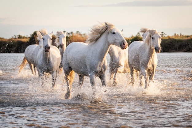 Los caballos blancos están galopando en el agua por todo el mar en Camargue Francia