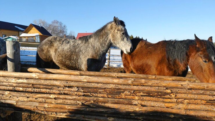 Foto caballos blancos y marrones de pie en la nieve en un paddock cerca de la valla de madera blanca
