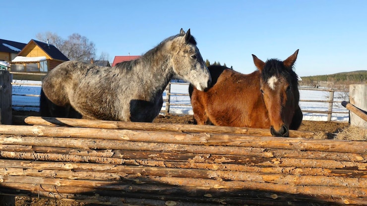 Foto caballos blancos y marrones de pie en la nieve en un paddock cerca de la valla de madera blanca