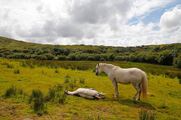 Caballos blancos en la naturaleza