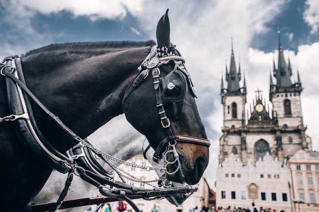 caballos blancos y negros en la Plaza de la Ciudad Vieja de Praga