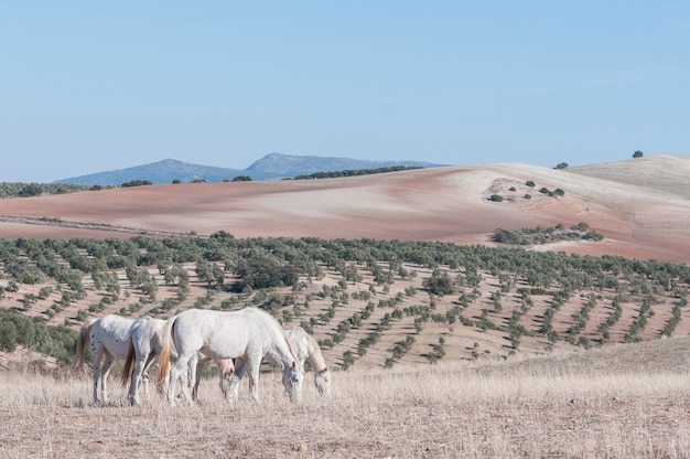 Caballos blancos pastando