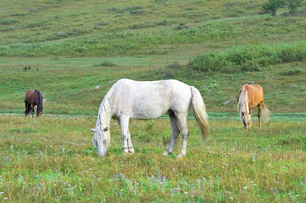 Los caballos blancos, rojos y negros inclinaron la cabeza hacia la hierba verde Altai Siberia Rusia