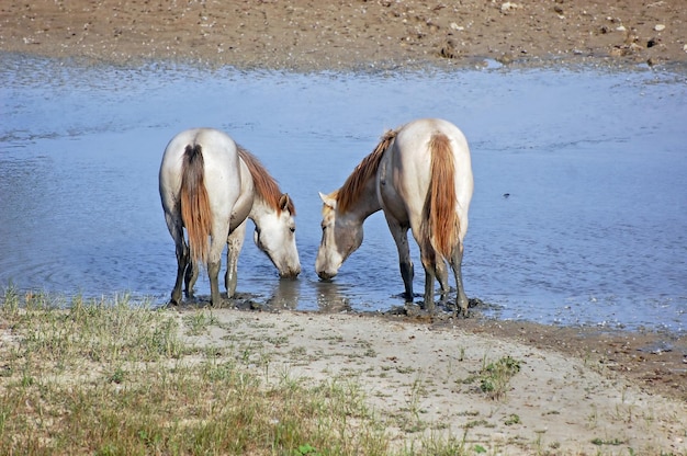 caballos blancos