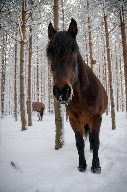 Caballos en un bosque cubierto de nieve