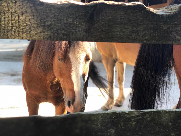 Foto caballos en un caballo