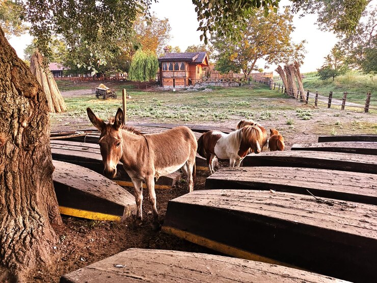 Foto caballos en un caballo