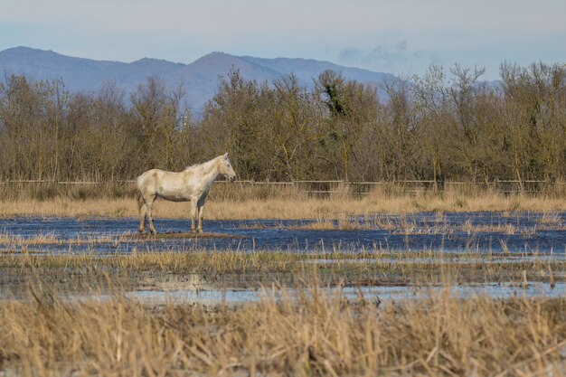 Caballos de la Camarga en el Parque Natural.