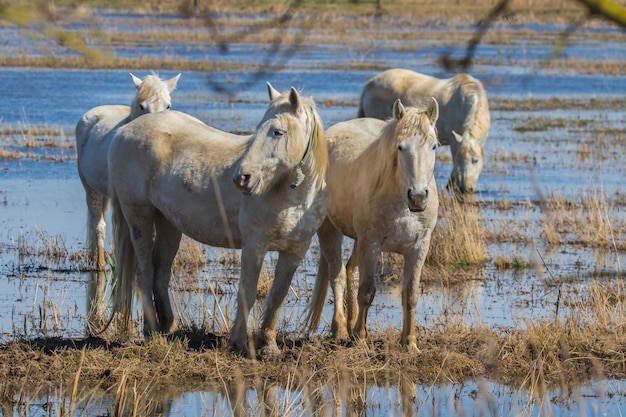 Caballos de la Camarga en el Parque Natural.