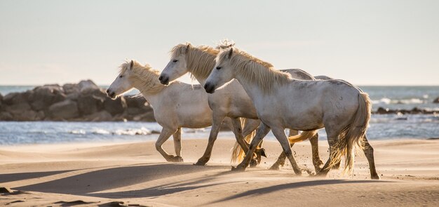 Los caballos de Camargue corren maravillosamente a lo largo del agua en la laguna