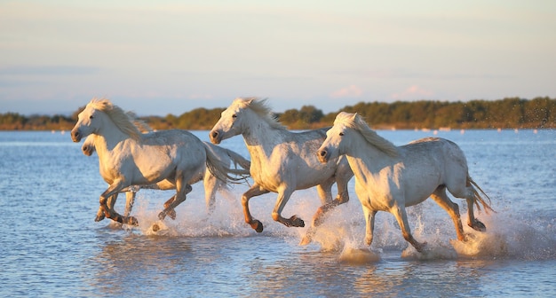 Los caballos de Camargue corren maravillosamente a lo largo del agua en la laguna