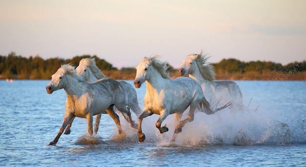 Los caballos de Camargue corren maravillosamente a lo largo del agua en la laguna