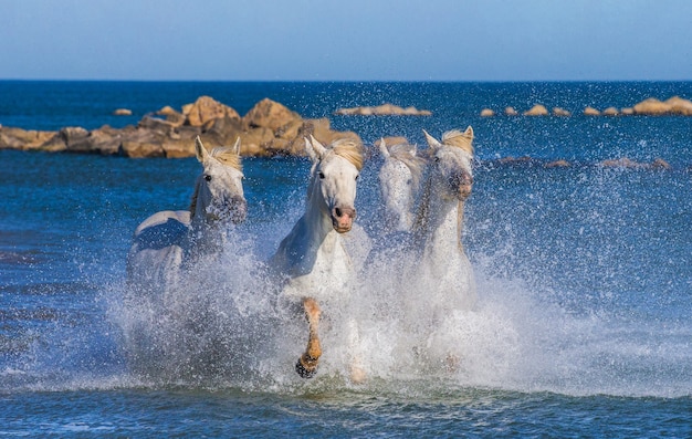 Los caballos de Camargue corren maravillosamente a lo largo del agua en la laguna