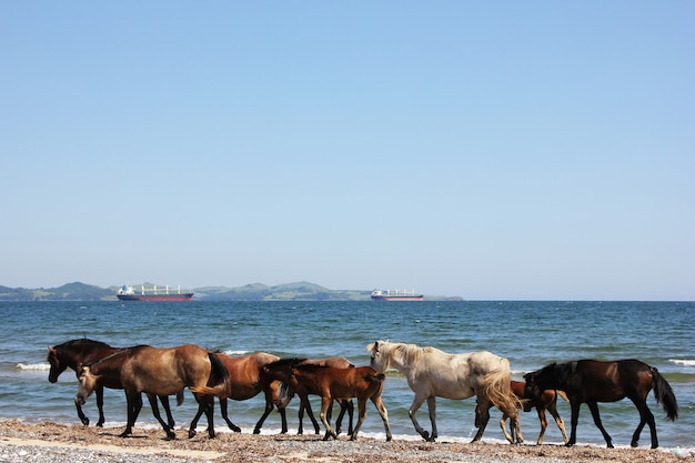 Caballos caminando por la costa. Paisaje marino con animales.