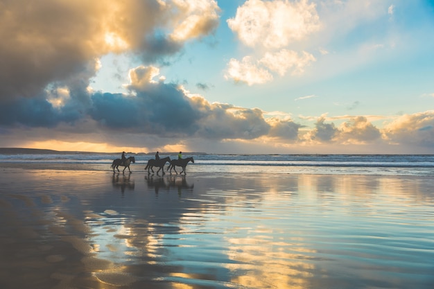 Caballos caminando por la playa al atardecer