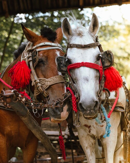 Foto caballos en el camino