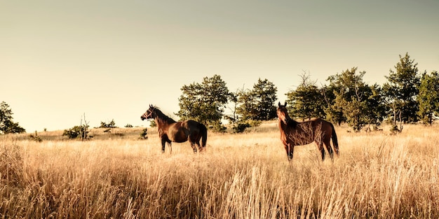 Caballos en un campo con árboles al fondo