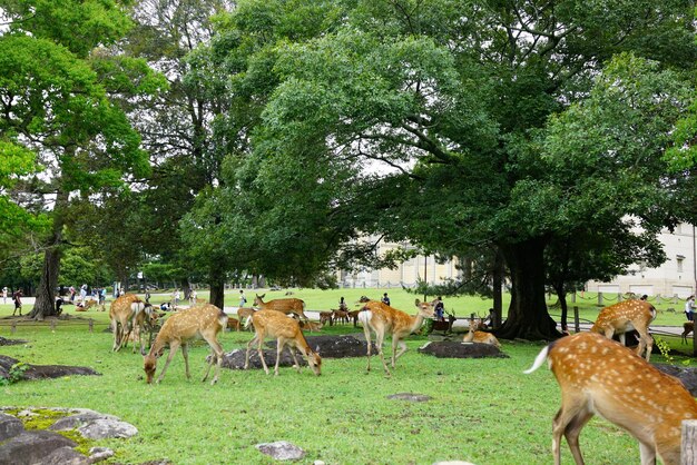 Caballos en el campo contra los árboles