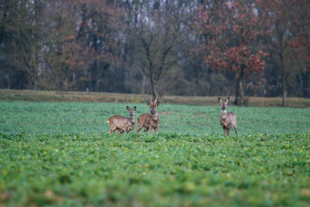 Foto caballos en el campo contra los árboles