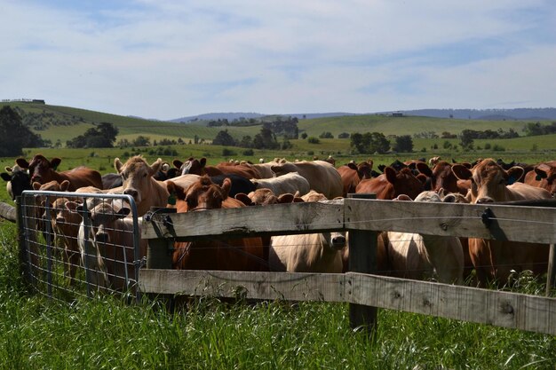 Foto caballos en el campo contra el cielo