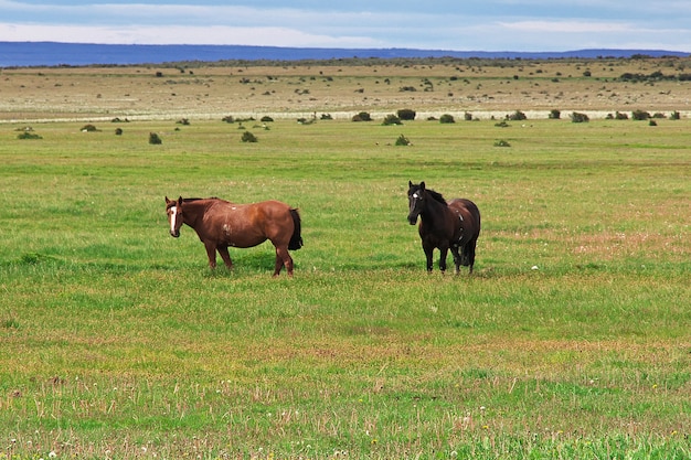 Caballos en campo de la Patagonia, Chile