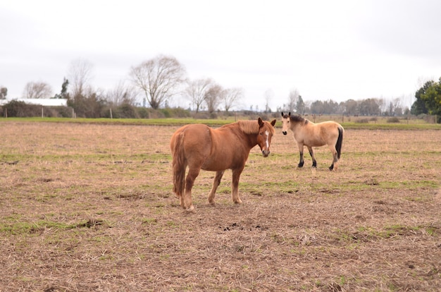 Caballos en el campo en la región de chile del maule, chile