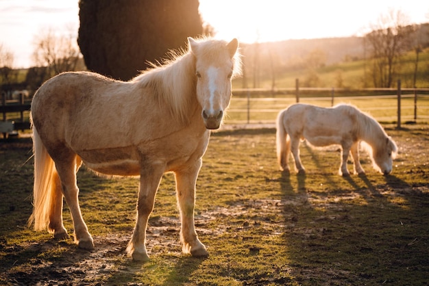 Caballos en un campo con el sol brillando sobre ellos