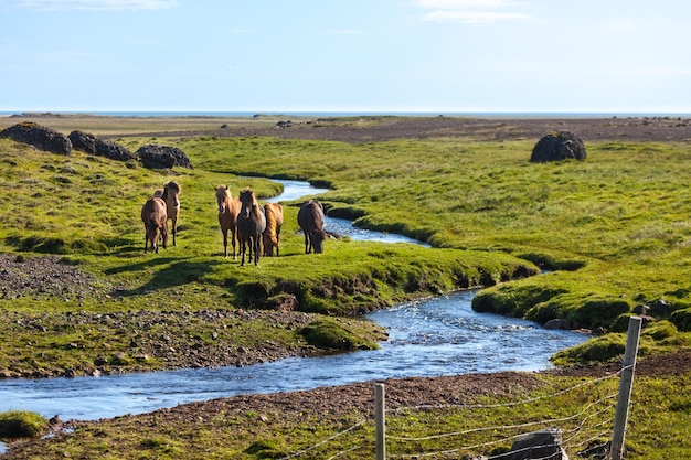 Caballos en un campo verde de hierba en el paisaje rural de Islandia