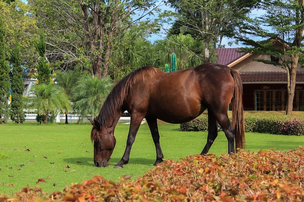 Caballos en el campo verde en el jardín de resorts