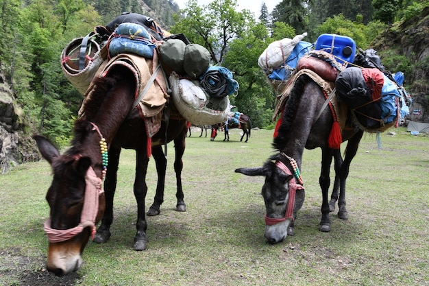 Foto caballos en el campo