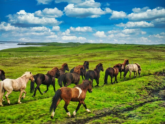 Foto caballos en un campo