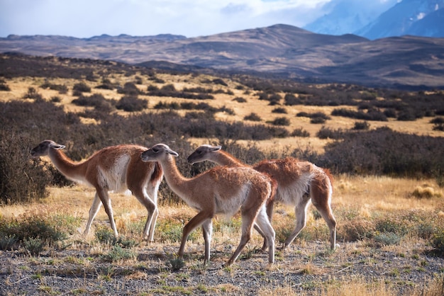 Caballos en un campo