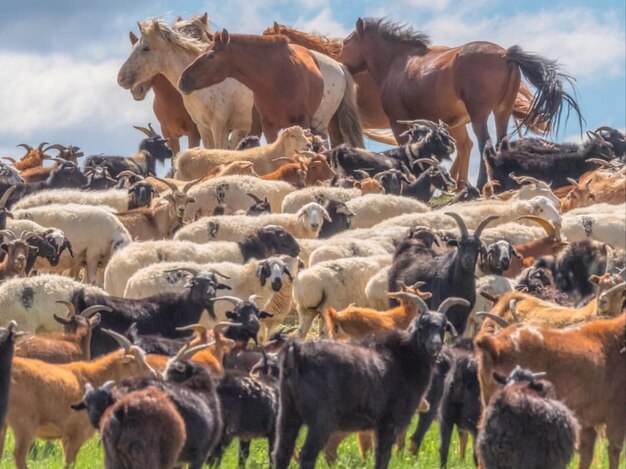 Foto caballos en un campo