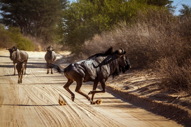 Foto caballos en el campo