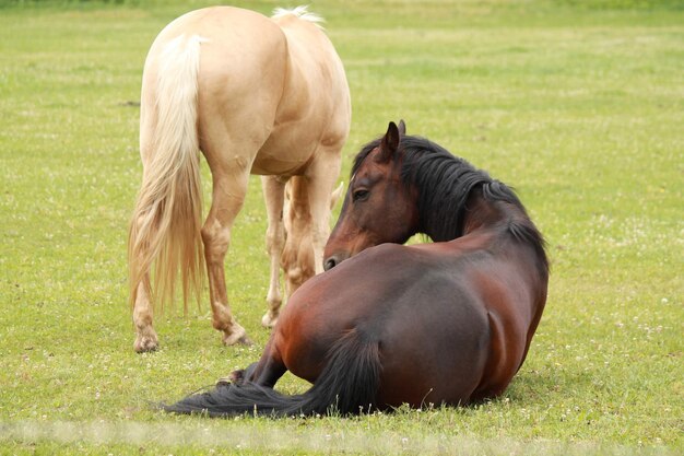 Foto caballos en un campo