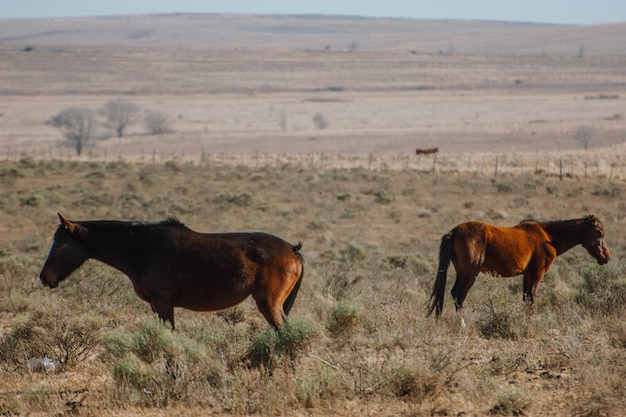 Foto caballos en un campo