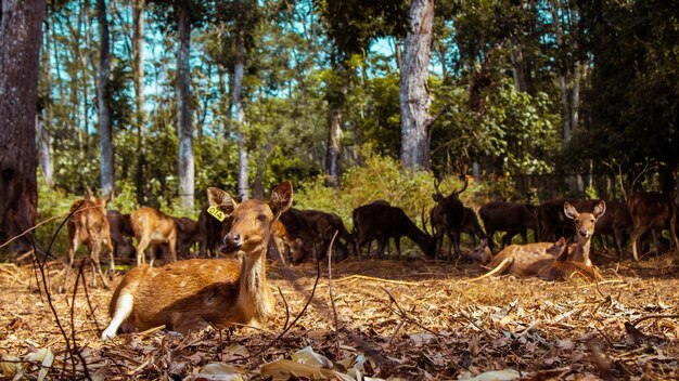 Foto caballos en un campo