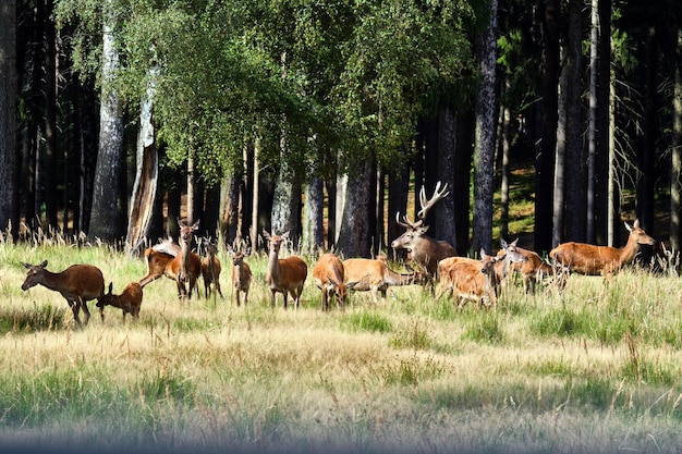 Foto caballos en un campo