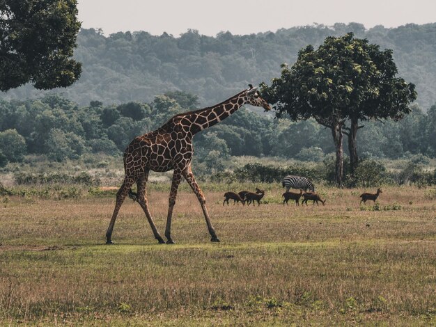 Foto caballos en un campo