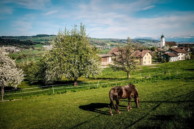 Foto caballos en un campo