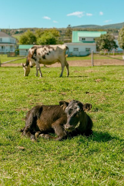 Foto caballos en un campo