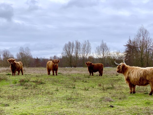 Caballos en un campo