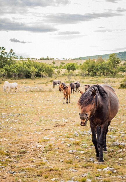 Caballos en un campo