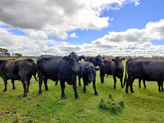 Foto caballos en un campo