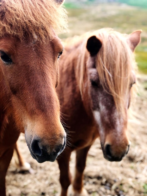 Foto caballos en un campo